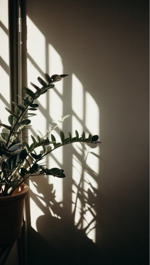 Window light and the shadow of a plant on a wall